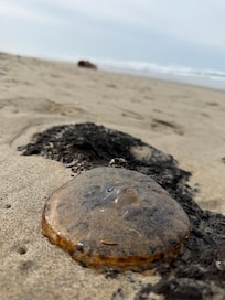 Lots o Jellies at the beach