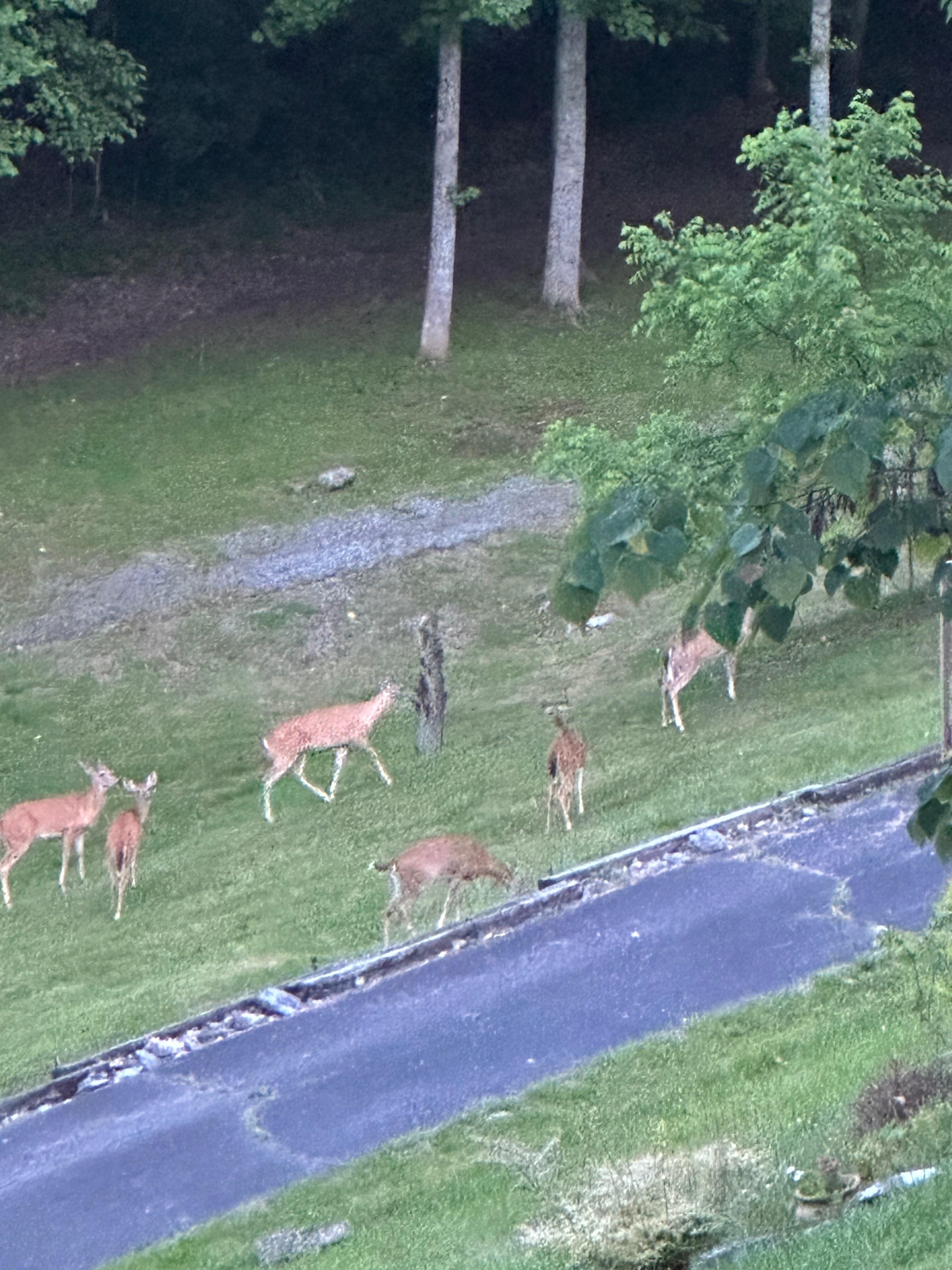 Loved seeing the deer from the deck.