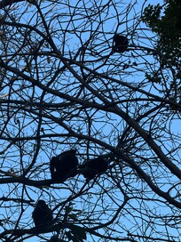 On our last morning we watched a group of monkeys in the trees across from the villa