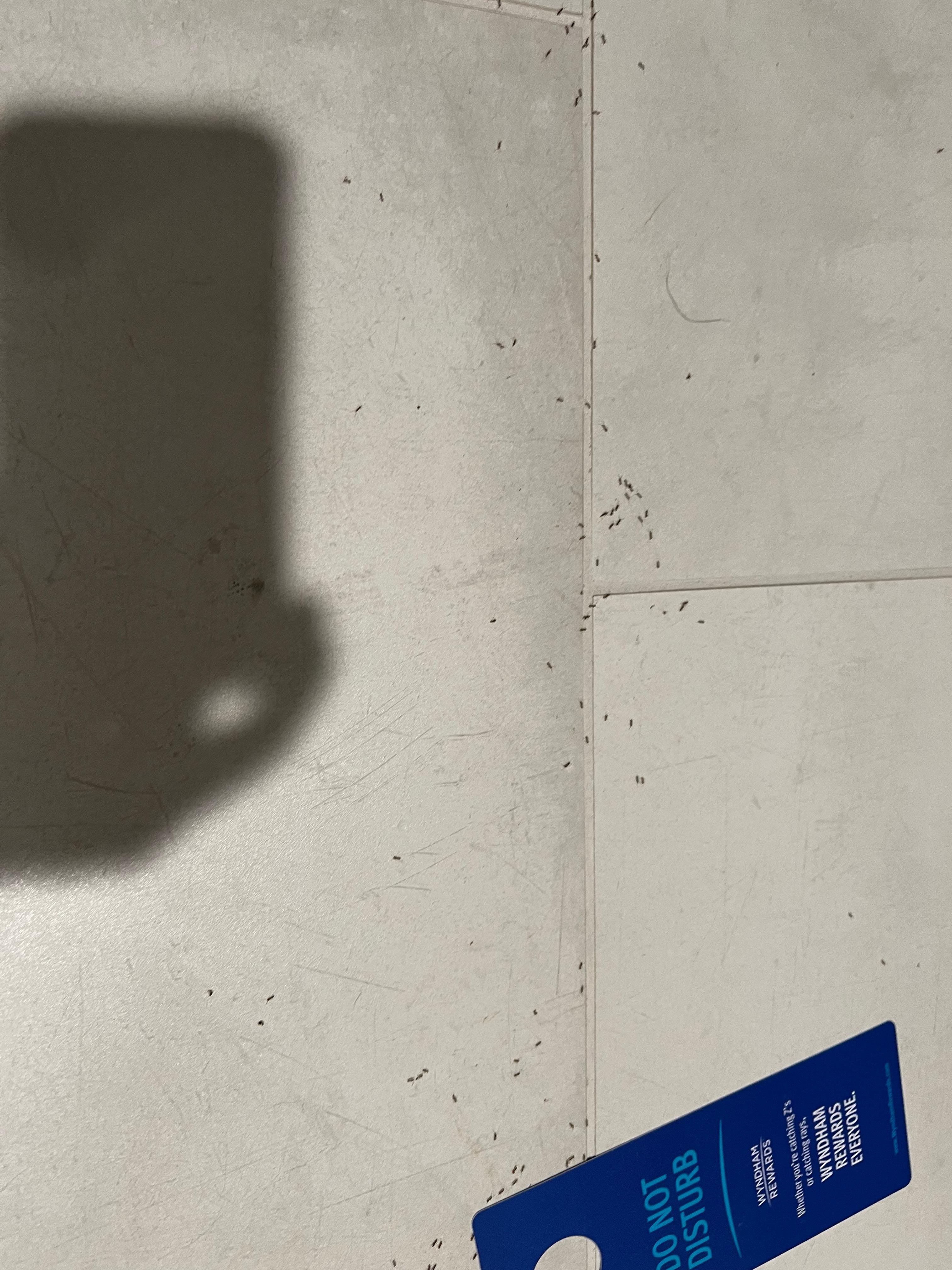 A lot ants on the floor, table, and bathroom.