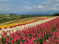 四季彩の丘