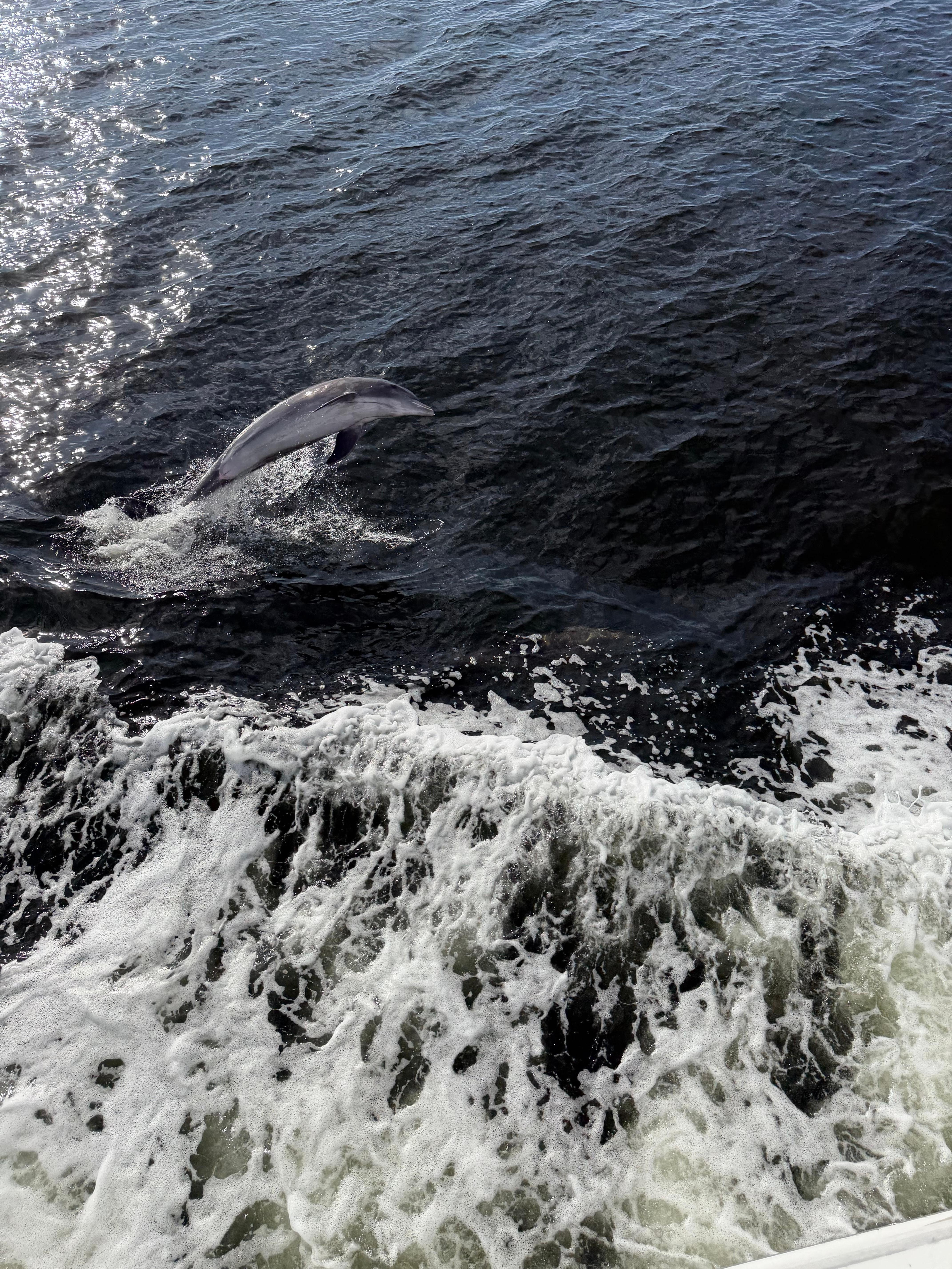 Dolphins in Port Charlotte harbor.