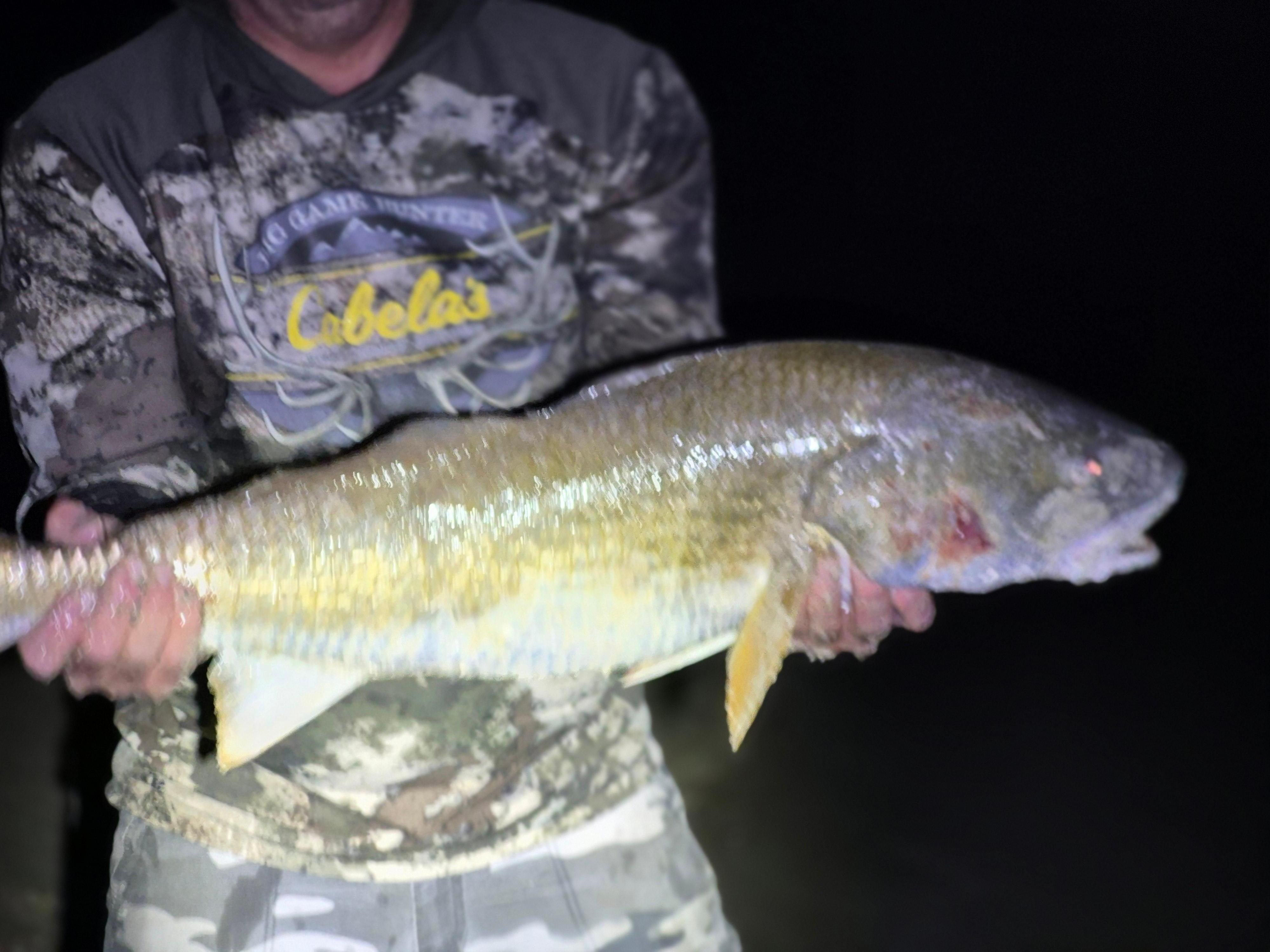 Caught this guy from the beach at the condo.