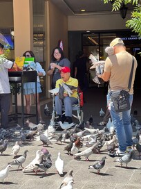 In the Venetian Mall Pigeon feeding.