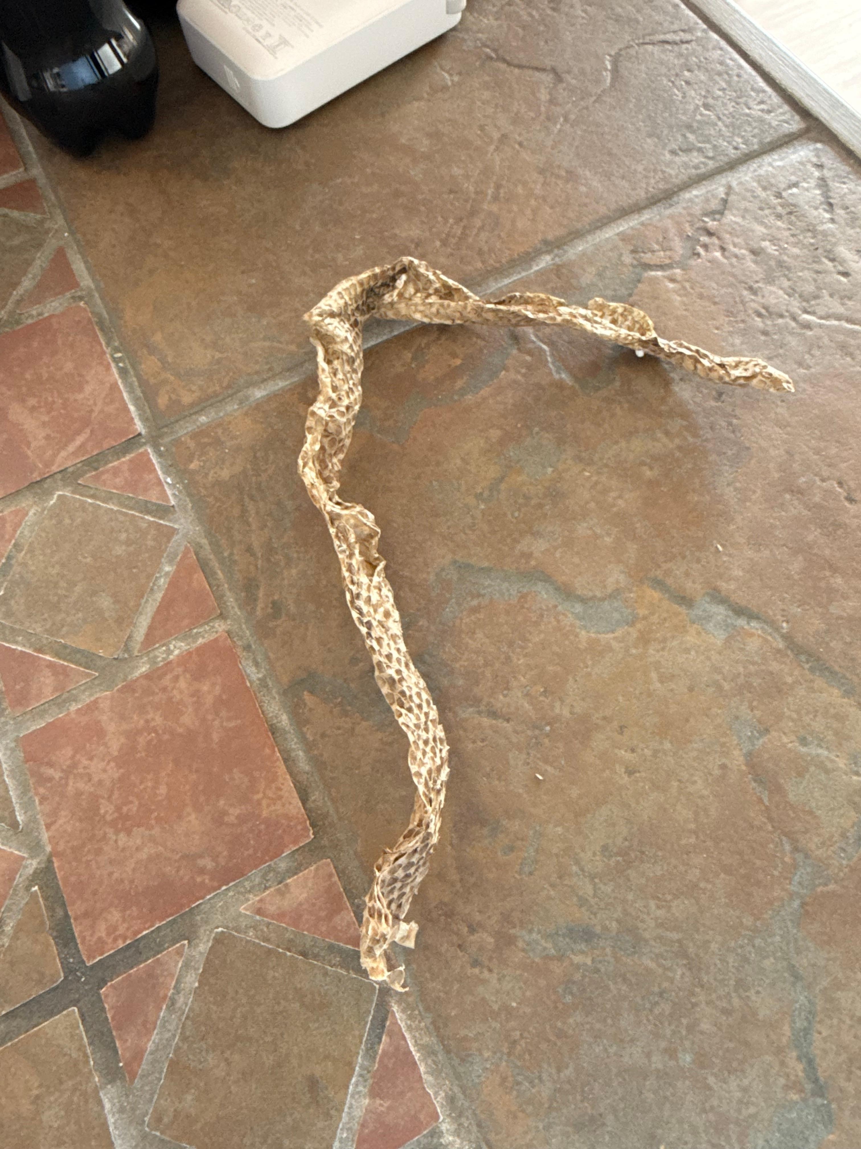 Found snake skin under the bed. was told that it could’ve blown in. just another reason why they seriously need to clean this property.
