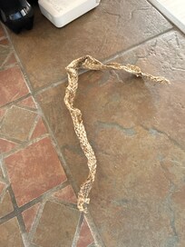 Found snake skin under the bed. was told that it could’ve blown in. just another reason why they seriously need to clean this property.