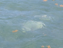 Sting rays right off the dock by the hotel