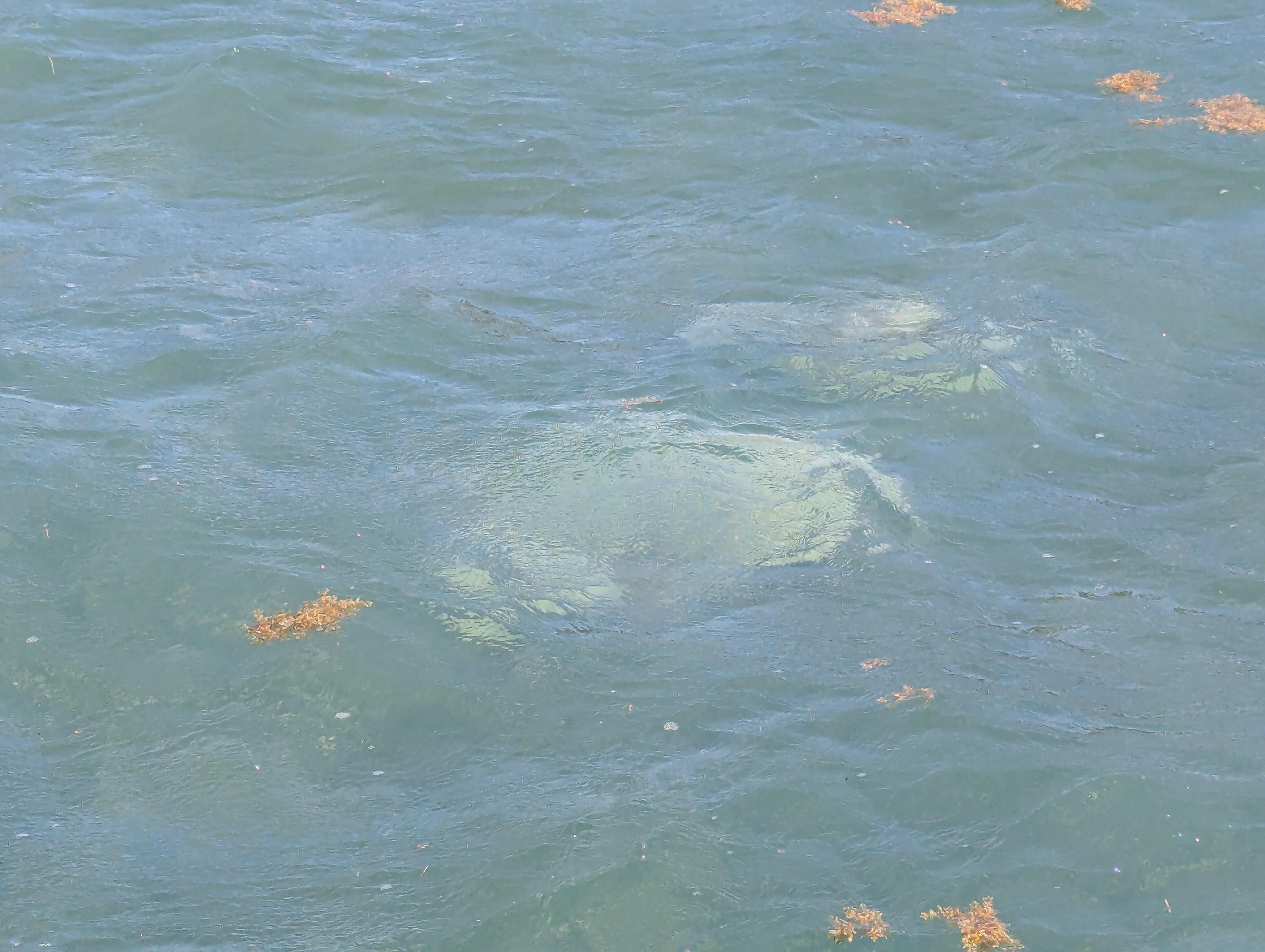Sting rays right off the dock by the hotel