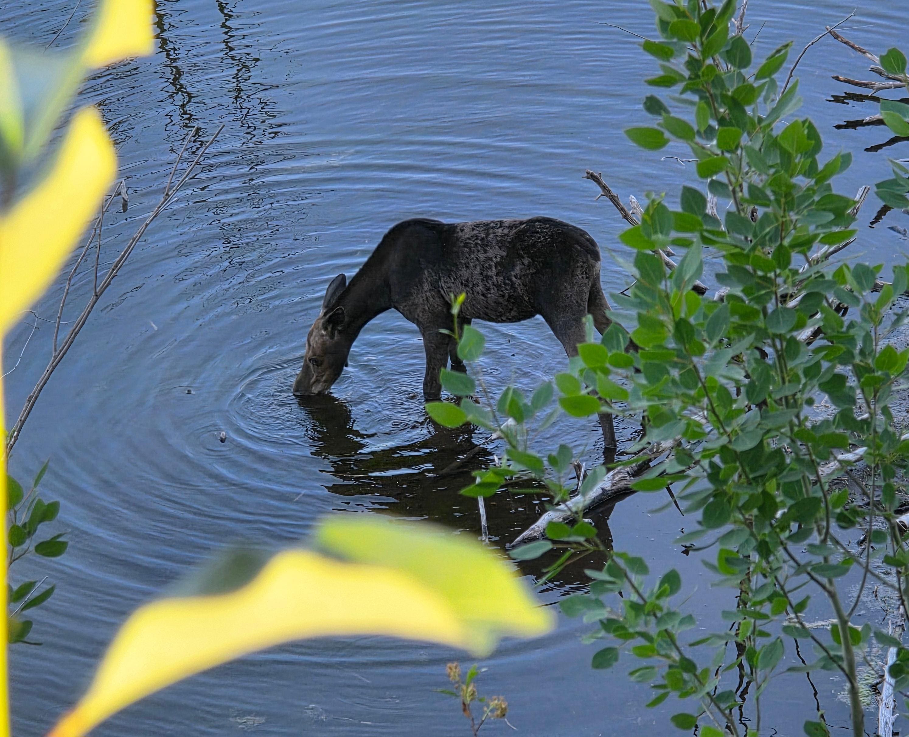Yearling moose.