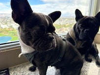 Fur kids enjoying the sunlight with a great view