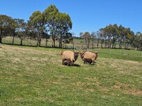 No concrete jungle in sight