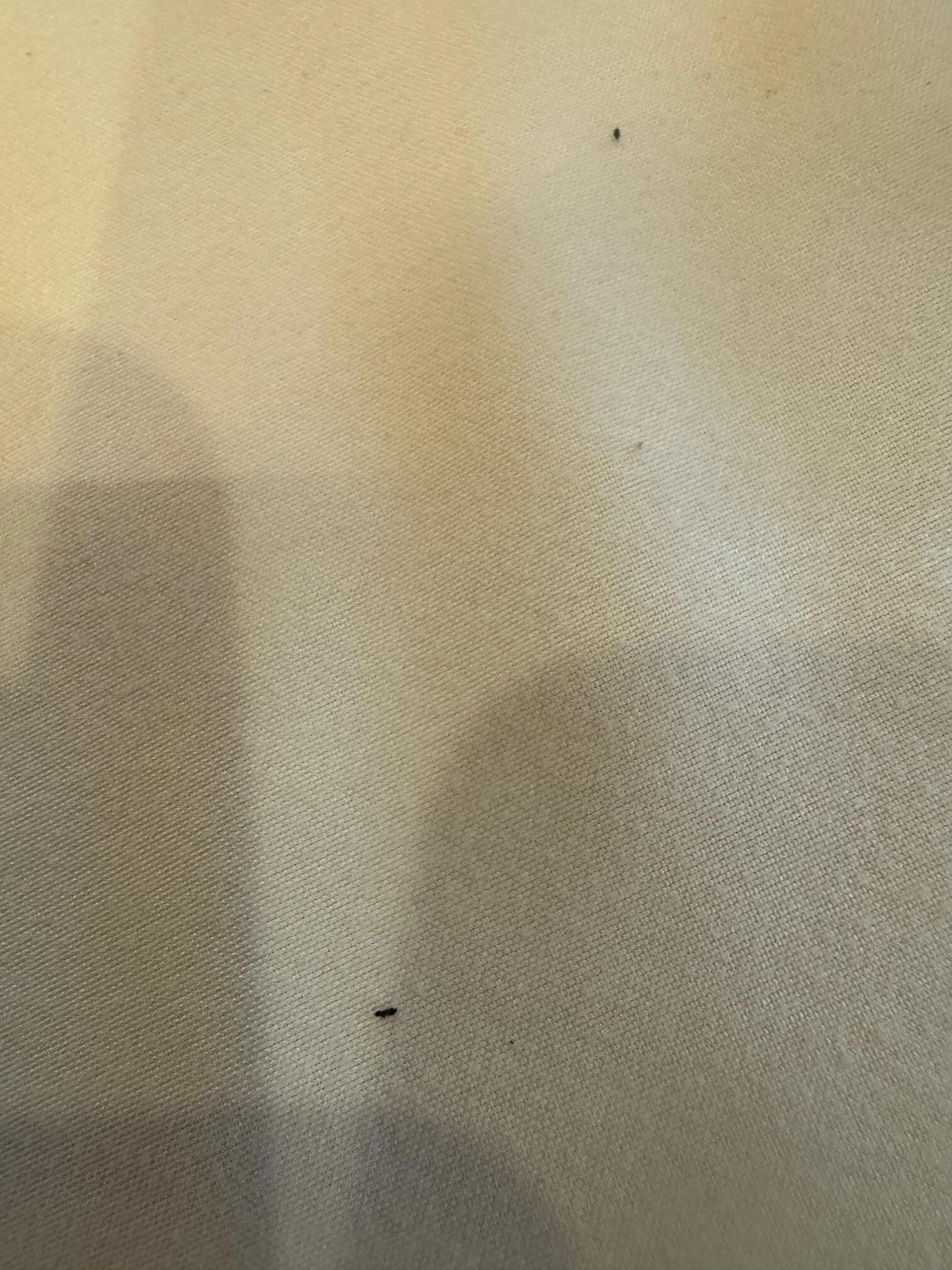 bed bug poop