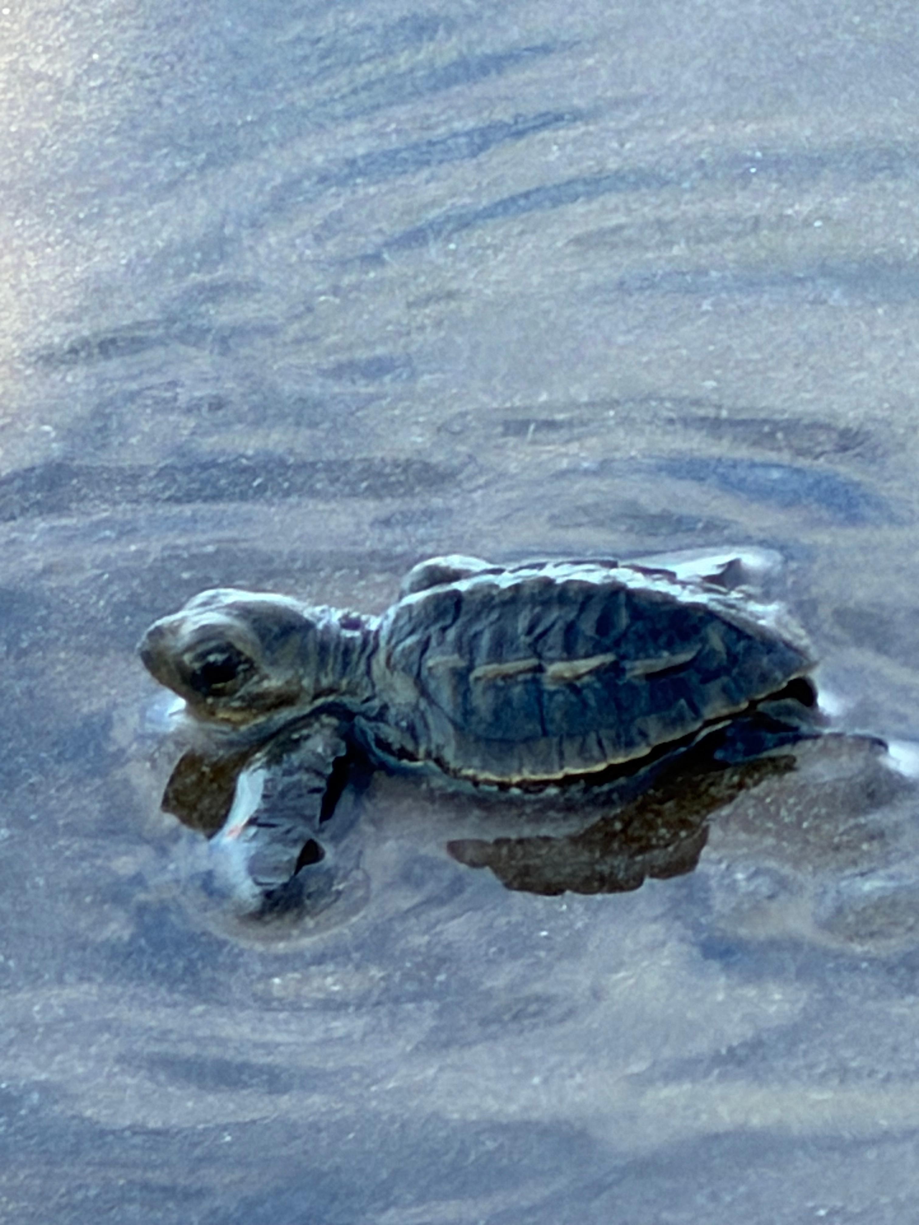 Newly hatched sea turtle, on its way to the ocean. Just down the beach from the condo.