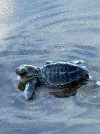 Newly hatched sea turtle, on its way to the ocean. Just down the beach from the condo.