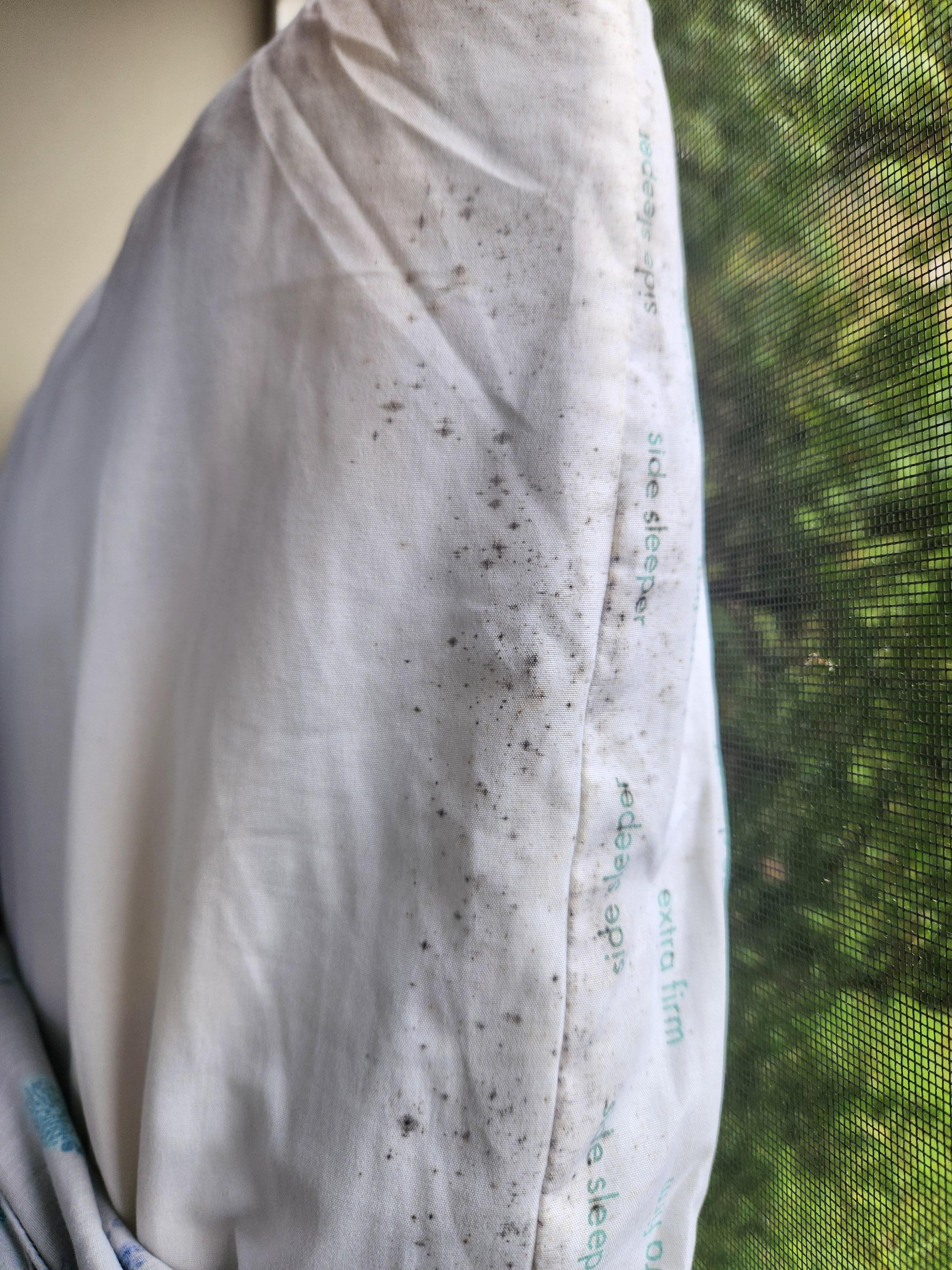 Moldy pillow