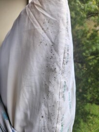 Moldy pillow