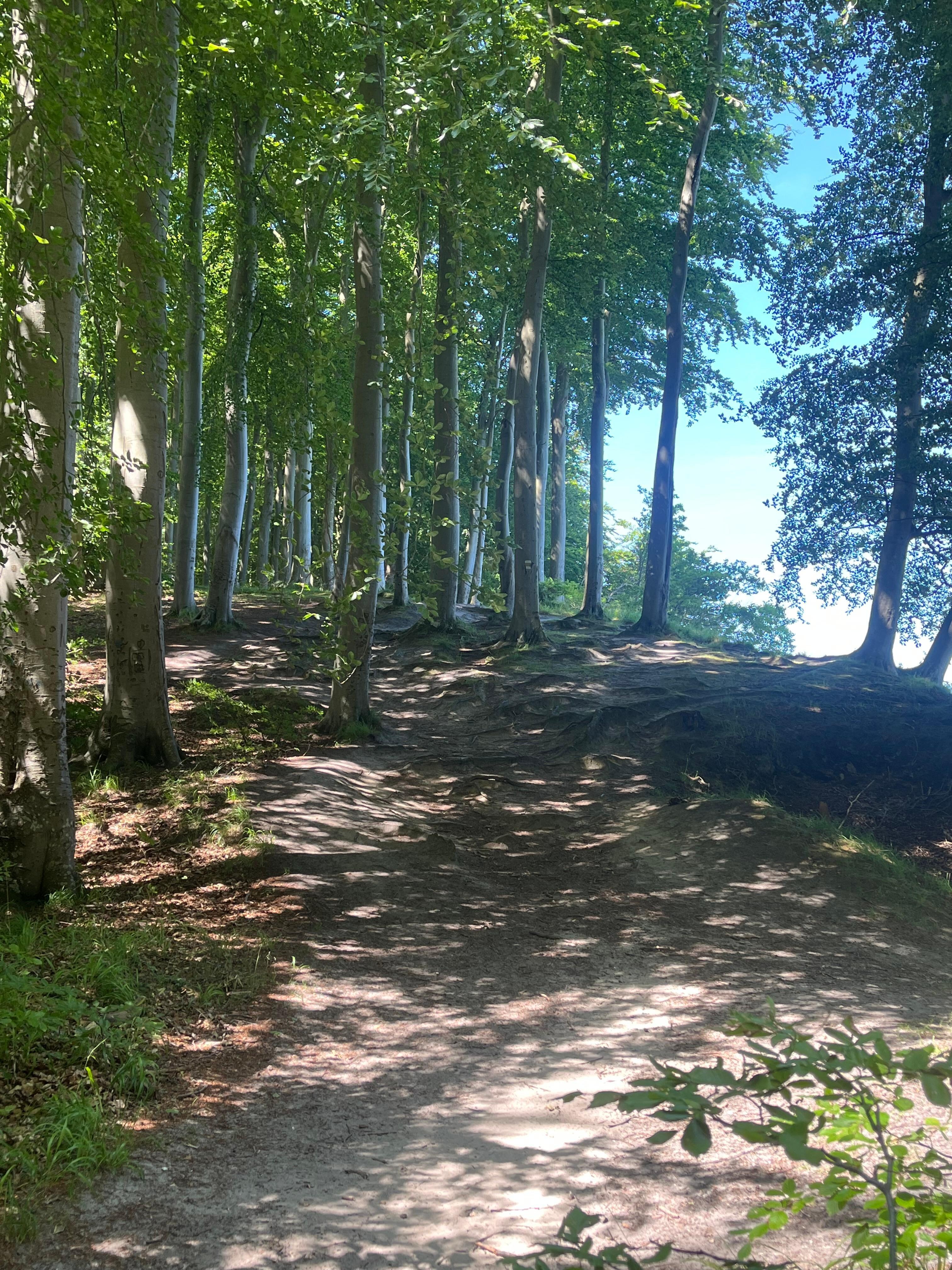 Wanderung durch den Buchenwald von Sellin nach Binz 