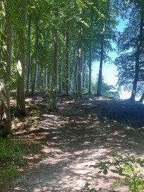 Wanderung durch den Buchenwald von Sellin nach Binz