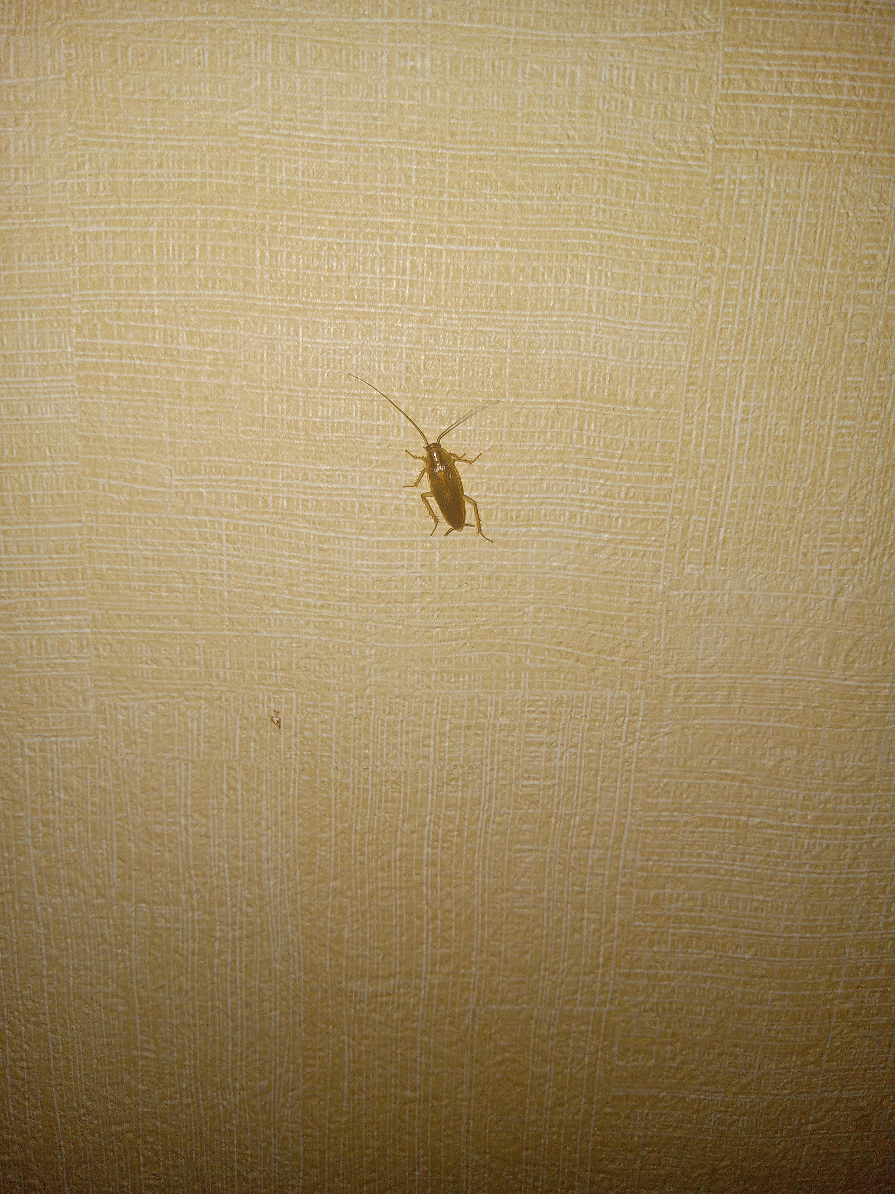 One of the Cockroachs