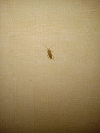 One of the Cockroachs