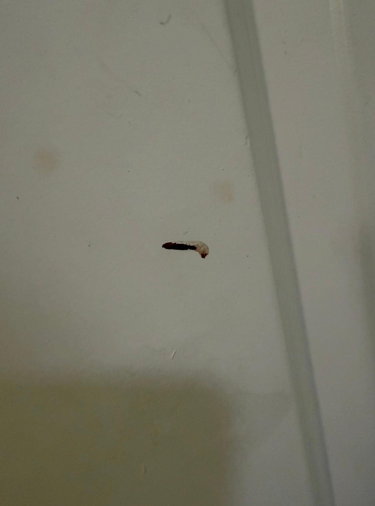 Blood on the filthy bathroom door 