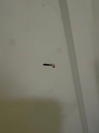 Blood on the filthy bathroom door