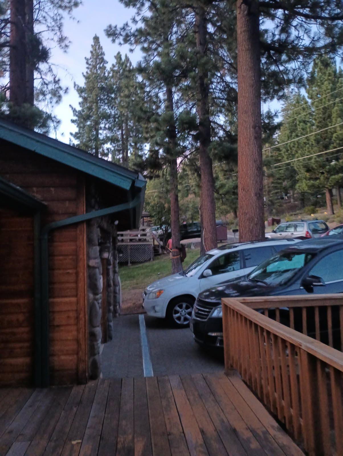 Baby cub climbing a tree right out front of the house on our very last night there. 