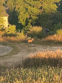 Deer