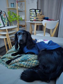 Skye relaxing.