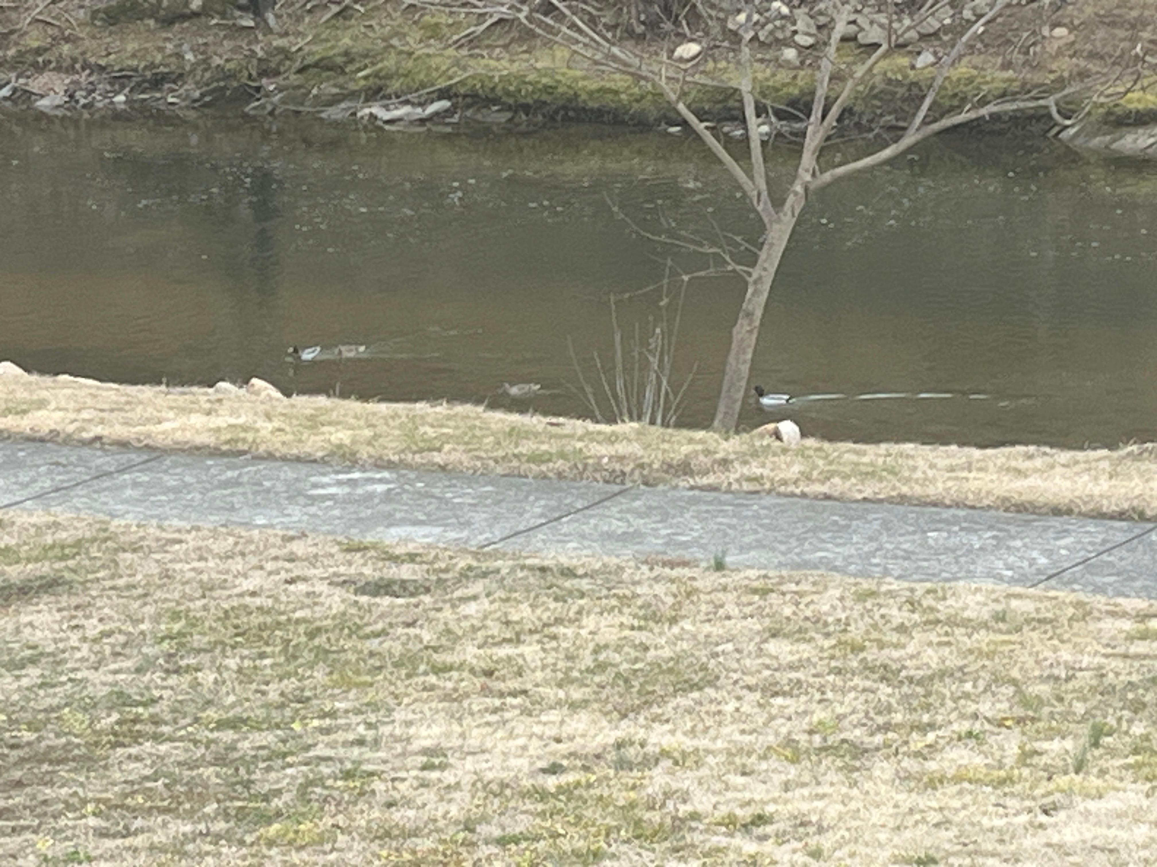 View from back porch. 