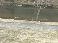 View from back porch.