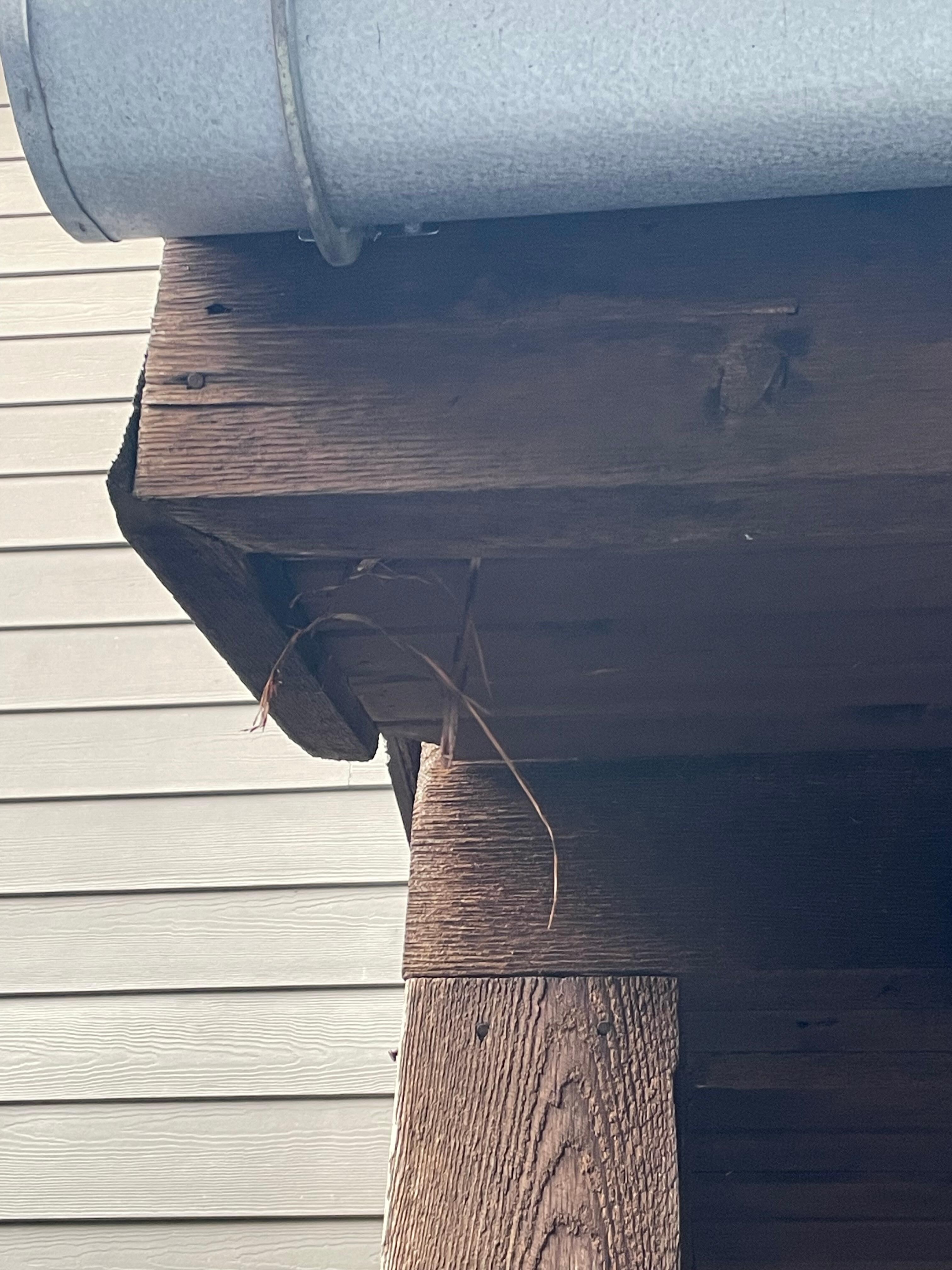 Squirrels living inside soffit