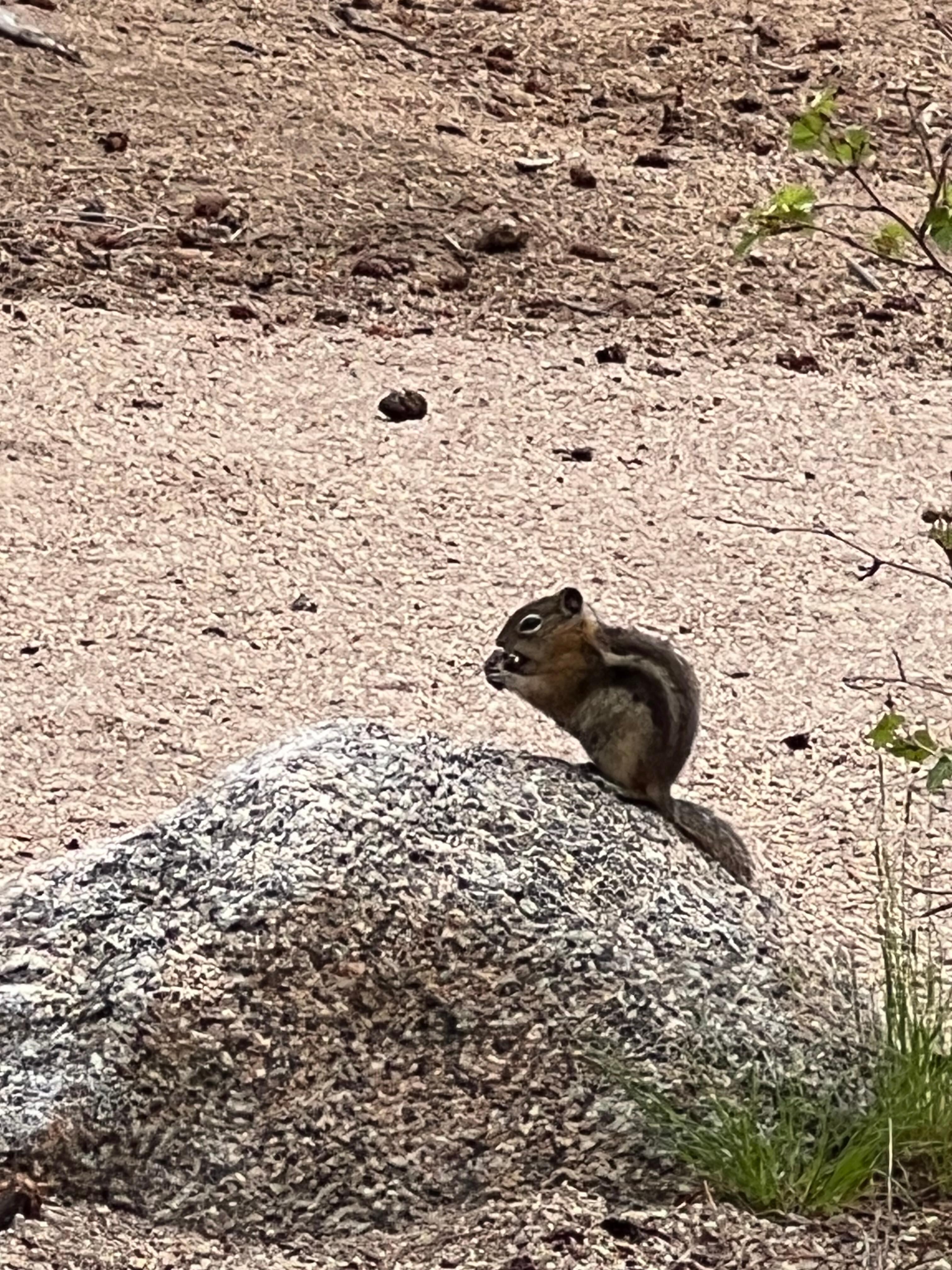Cute critters that ran around the motel grounds.  
