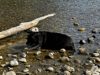 Down by the river and cooling off in the cool water.