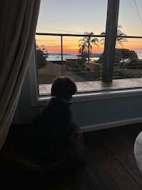 Lenny watching the sunset. So relaxing.