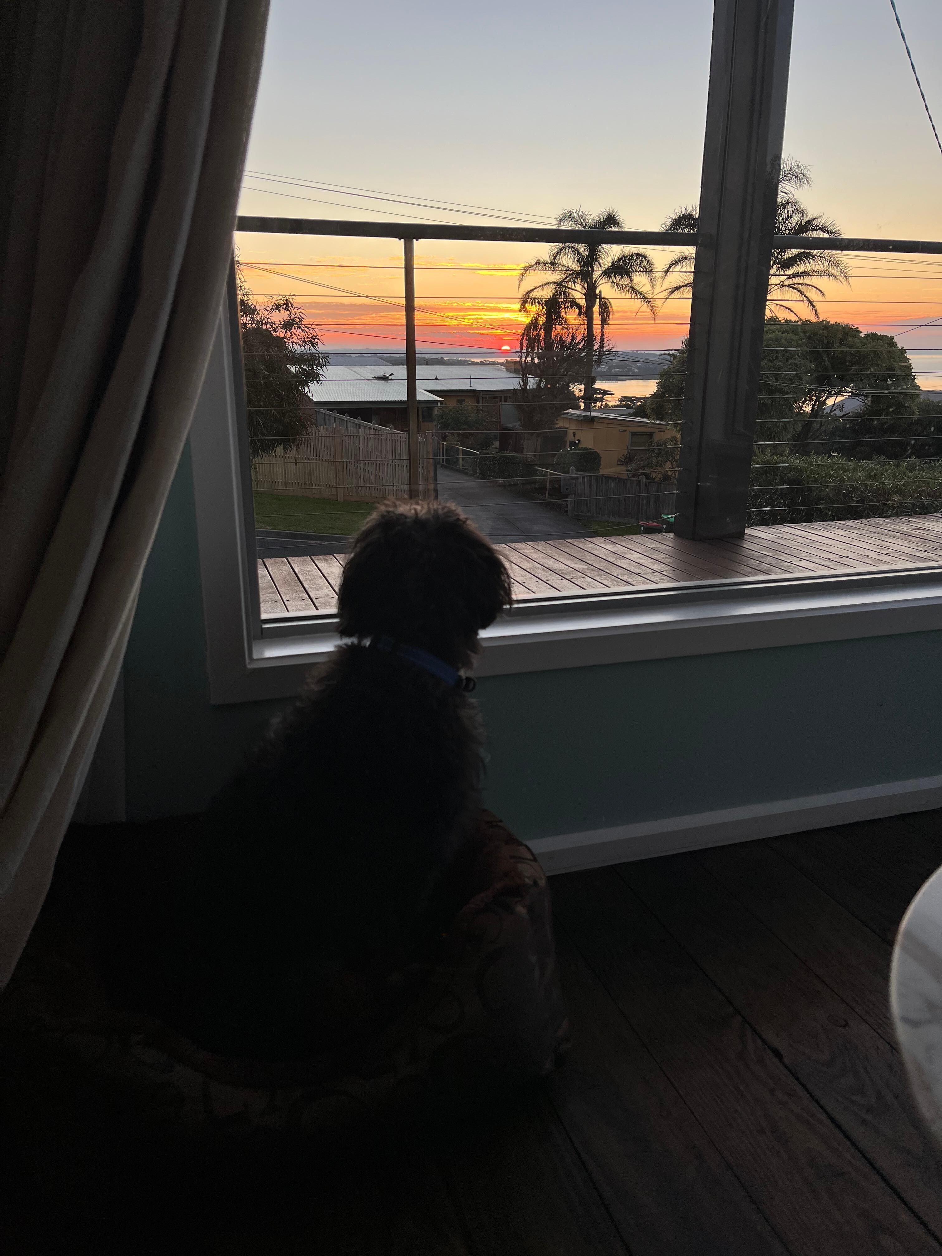 Lenny watching the  sunset. So relaxing. 