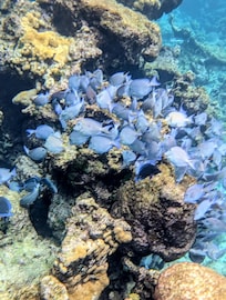 Snorkeling at Buck Island
