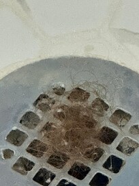 Shower not cleaned-hair in drain