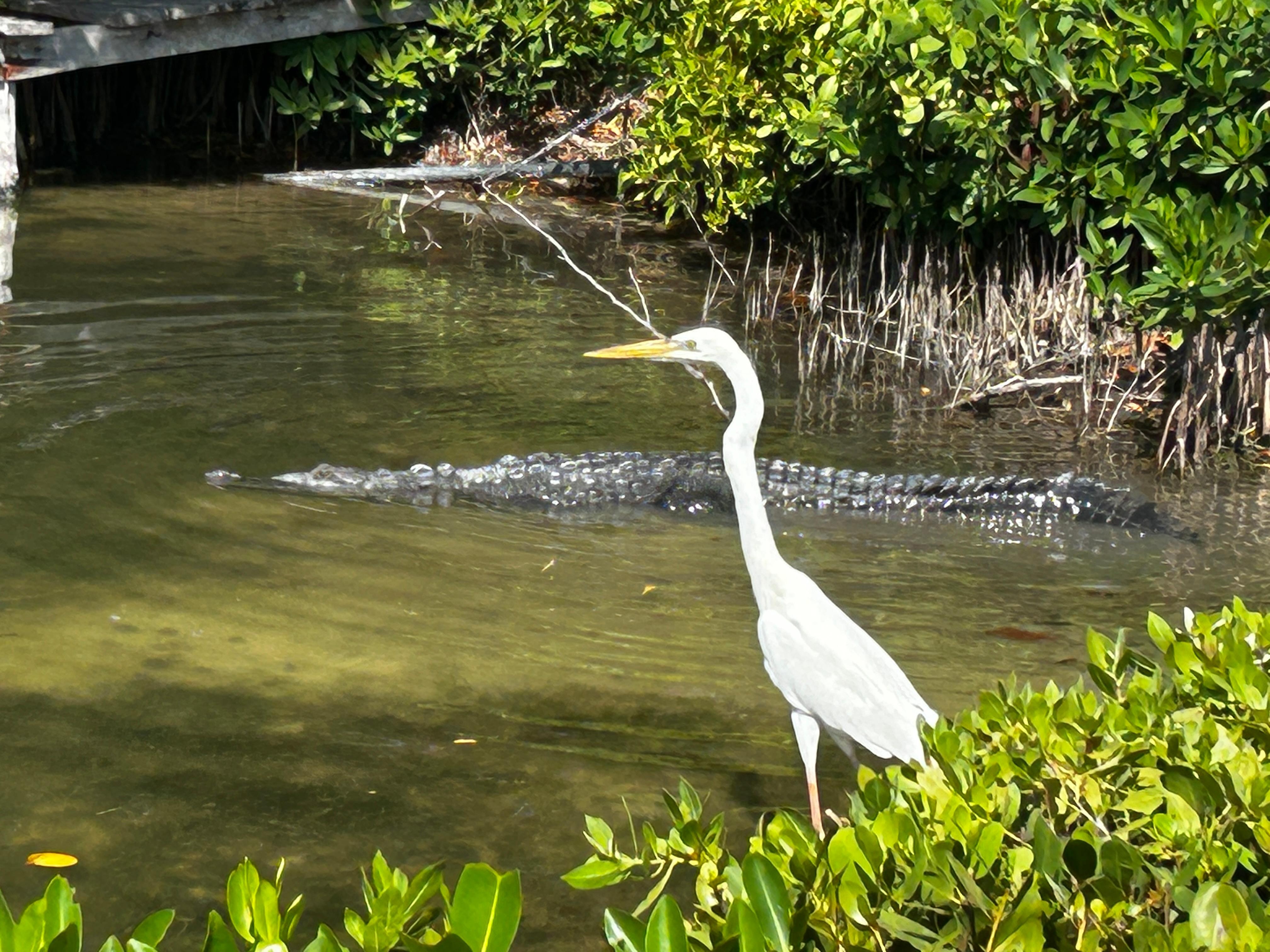 Many white herons and ahingas daily. 