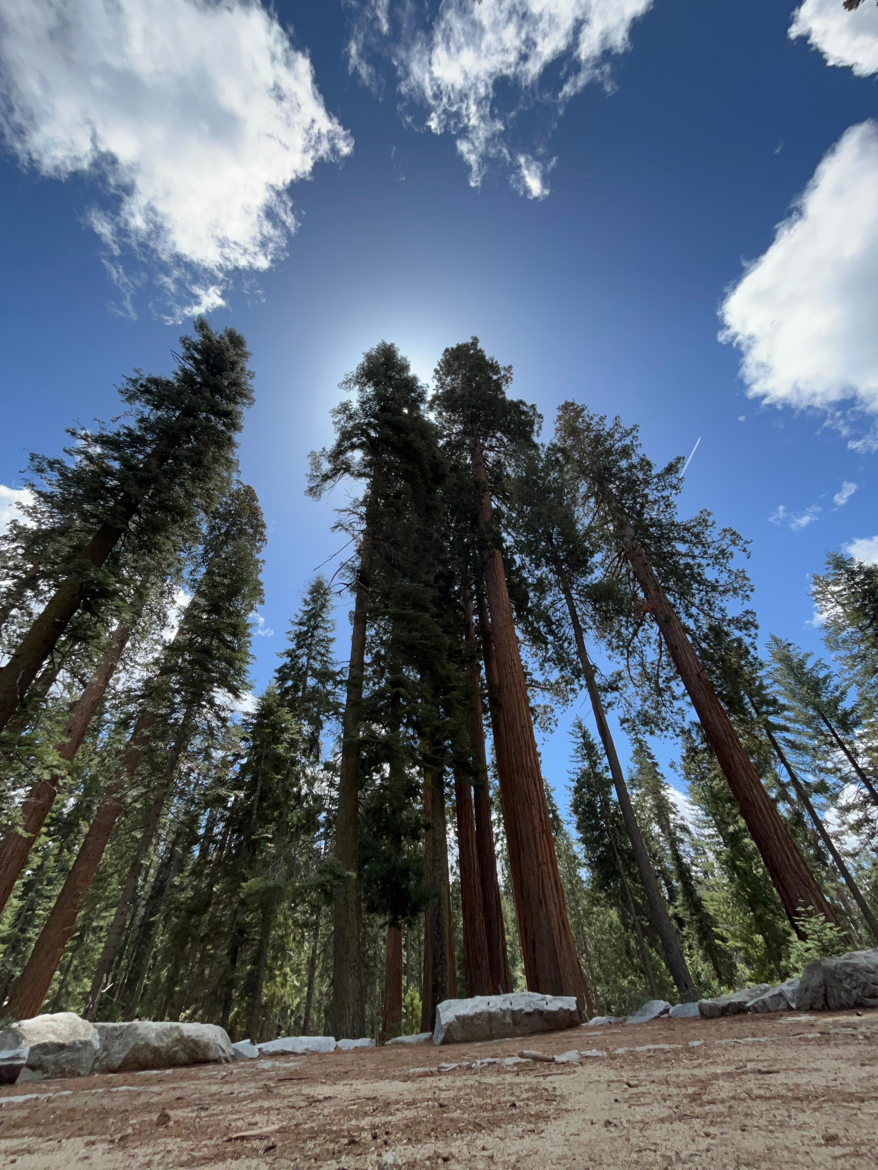 Mariposa Grove sequoias