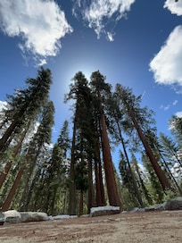 Mariposa Grove sequoias