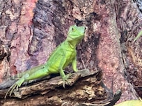 Basilisk lizard at Cahuita National Park
