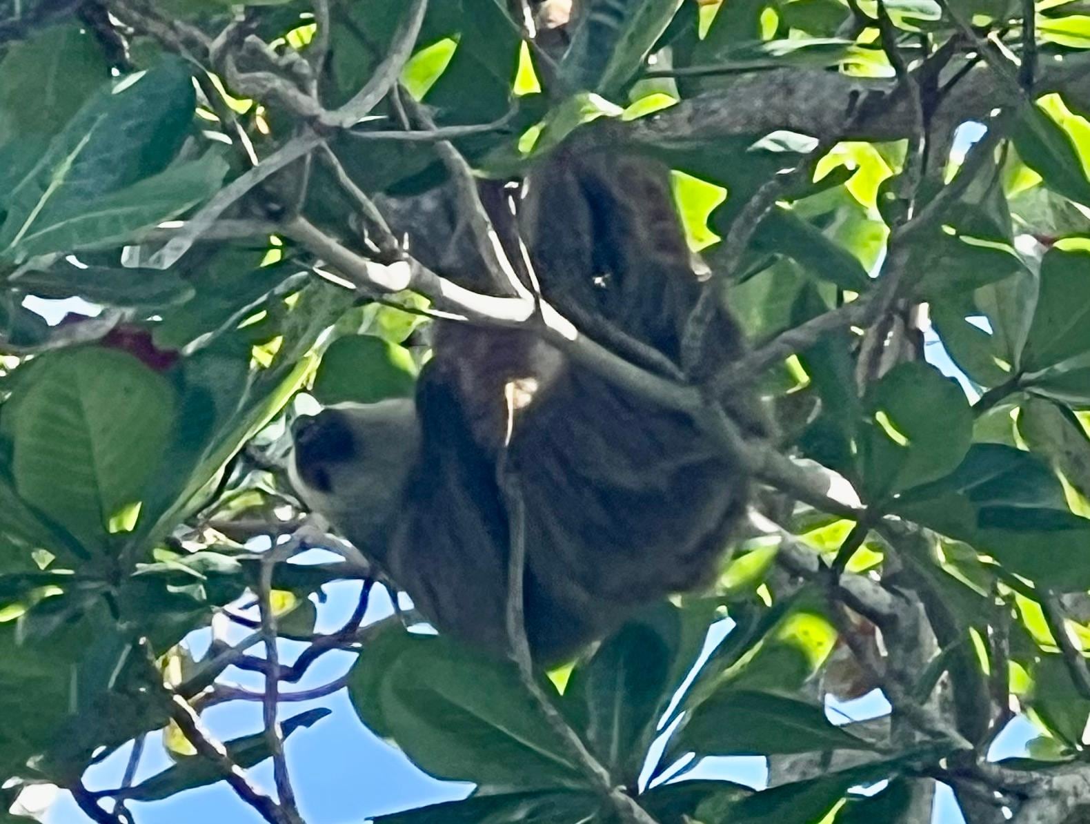 Sloth in the wild on neighboring island!