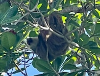 Sloth in the wild on neighboring island!