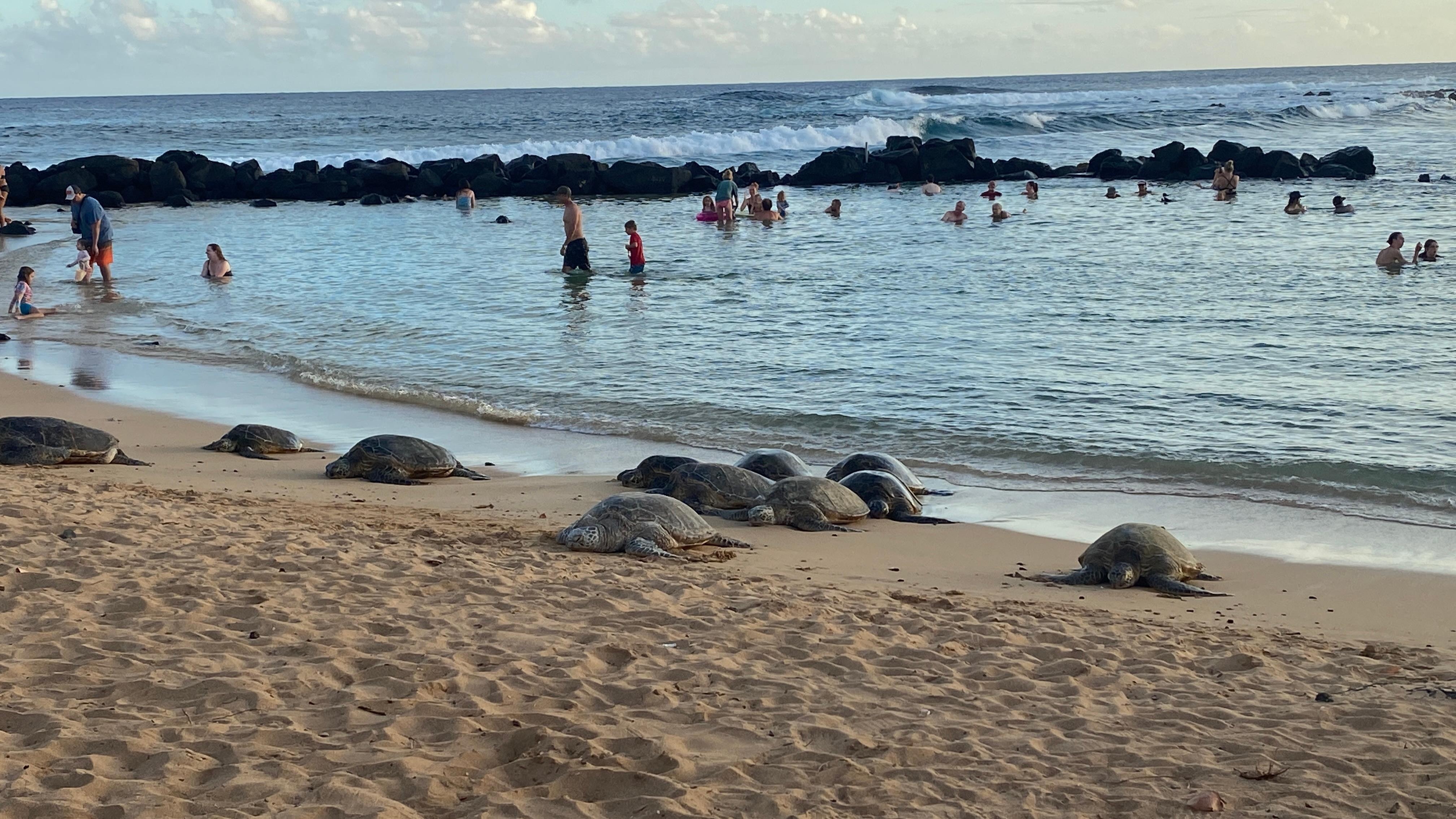 Poipu Beach with the turtles!