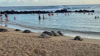 Poipu Beach with the turtles!