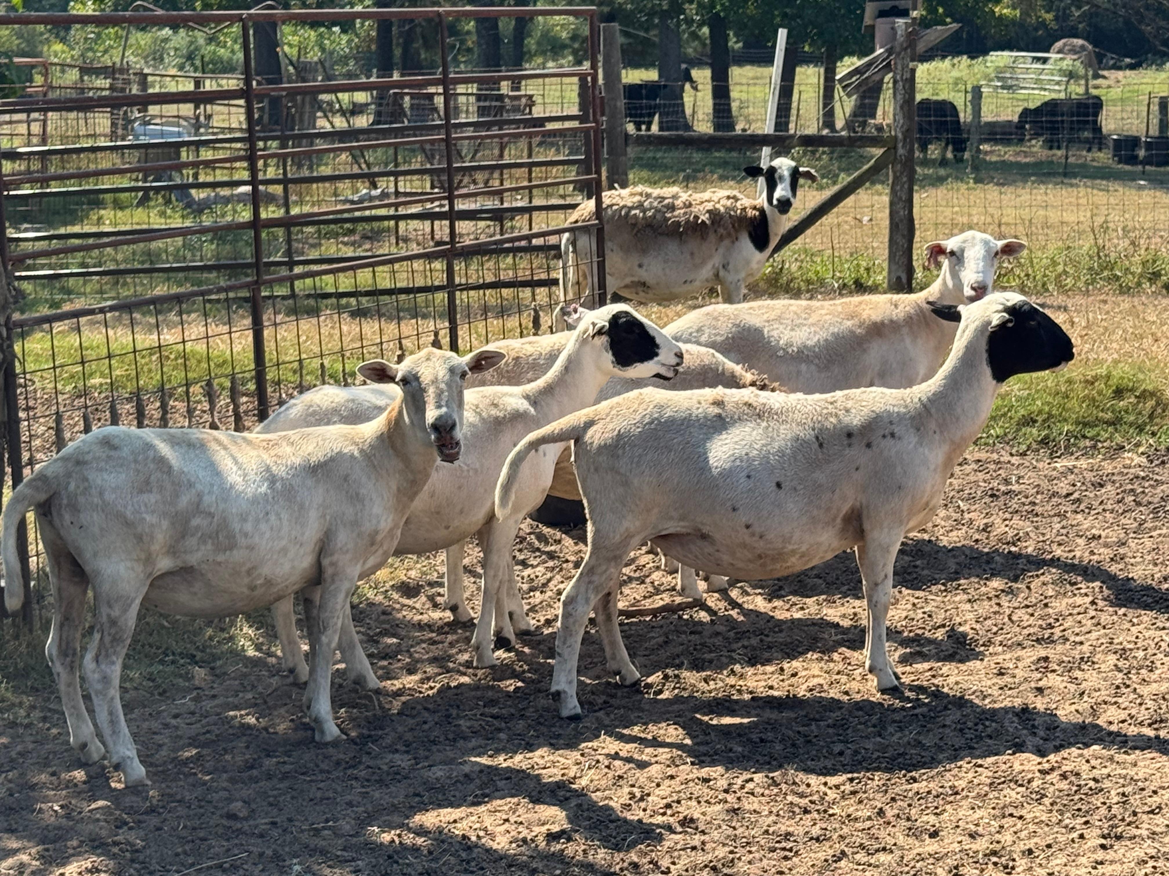 Just a few of the sheep