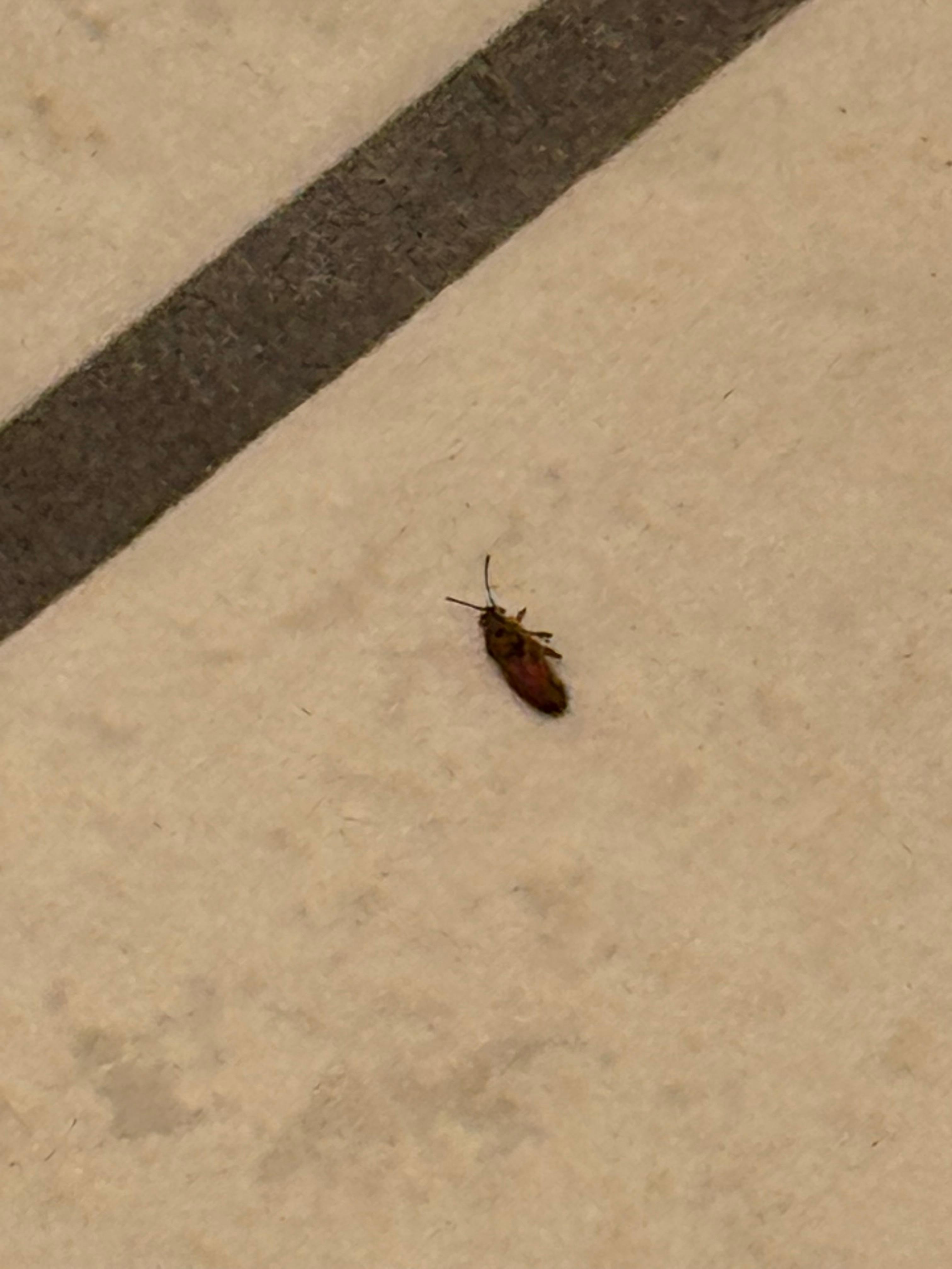 Dead cockroach on bathroom floor