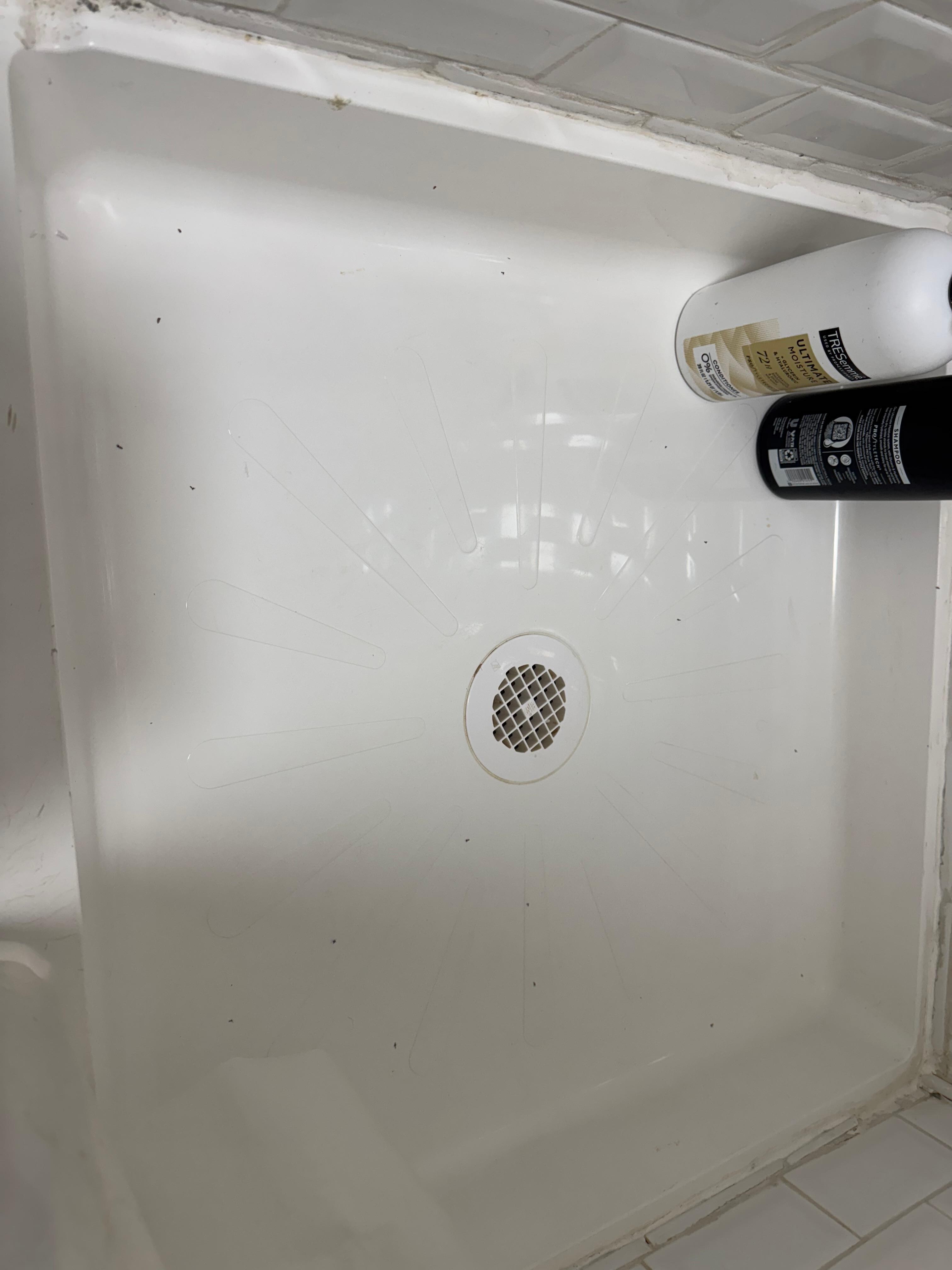 Bugs in shower 