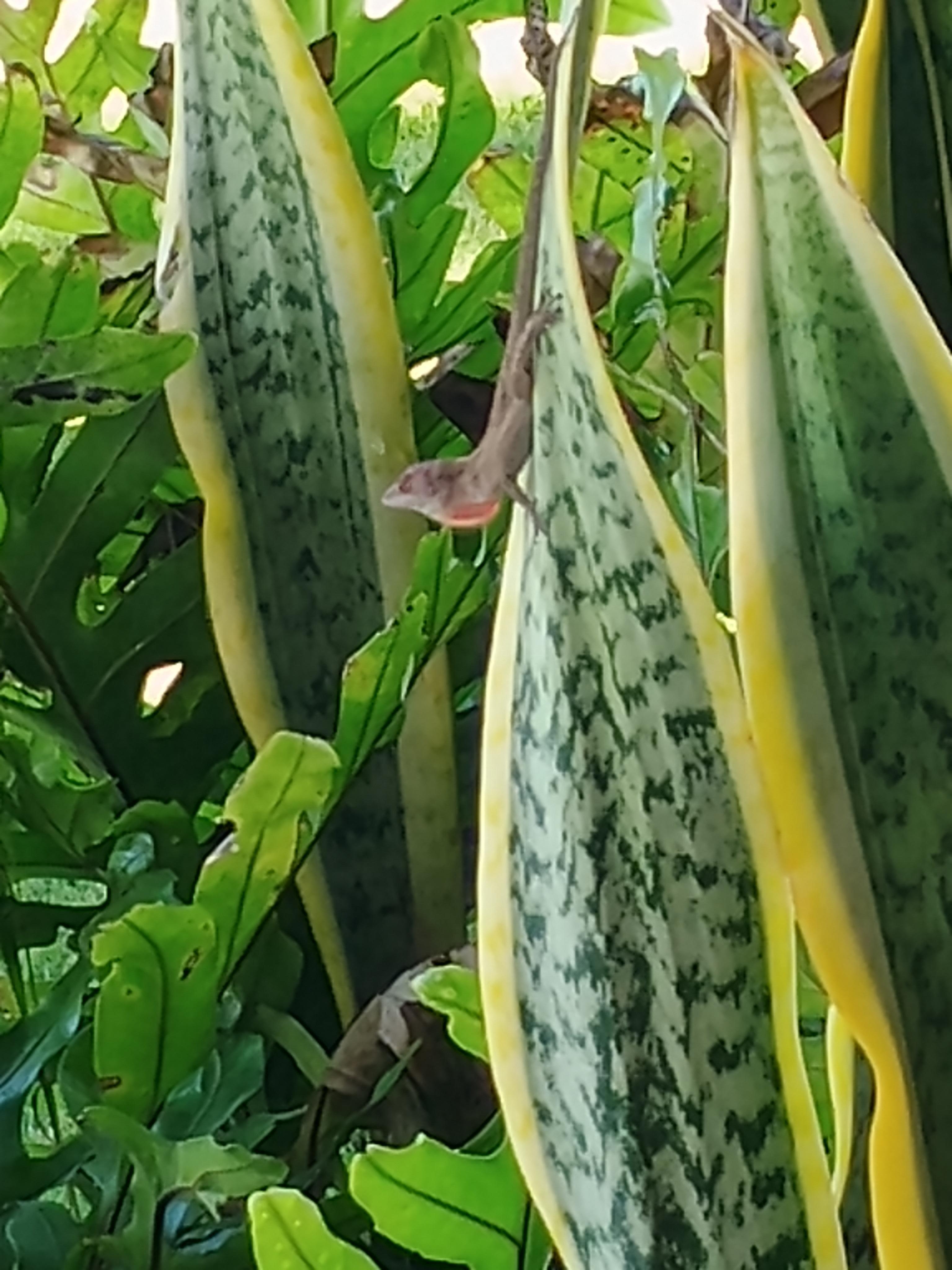 Snake plant growing in flower bed with adorable lizard 🦎